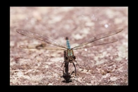 PhotoID: AusDa198. Whitewater Rockmaster (Diphlebia lestoides) - female