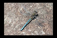 PhotoID: AusDa255. Whitewater Rockmaster (Diphlebia lestoides) - male