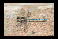 PhotoID: AusDa374. Whitewater Rockmaster (Diphlebia lestoides) - male