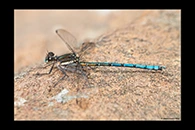 PhotoID: AusDa377. Whitewater Rockmaster (Diphlebia lestoides) - male