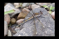 PhotoID: AusDa080. Arrowhead Rockmaster (Diphlebia nymphoides) - female
