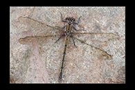 PhotoID: AusDa081. Arrowhead Rockmaster (Diphlebia nymphoides) - female