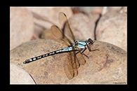 PhotoID: AusDa088. Arrowhead Rockmaster (Diphlebia nymphoides) - male