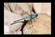 PhotoID: AusDa089. Arrowhead Rockmaster (Diphlebia nymphoides) - male