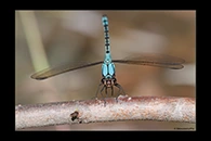 PhotoID: AusDa090. Arrowhead Rockmaster (Diphlebia nymphoides) - male
