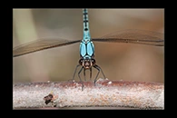 PhotoID: AusDa091. Arrowhead Rockmaster (Diphlebia nymphoides) - male