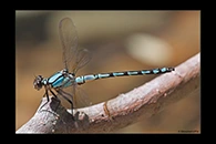 PhotoID: AusDa092. Arrowhead Rockmaster (Diphlebia nymphoides) - male
