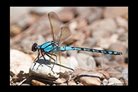 PhotoID: AusDa093. Arrowhead Rockmaster (Diphlebia nymphoides) - male