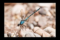 PhotoID: AusDa094. Arrowhead Rockmaster (Diphlebia nymphoides) - male