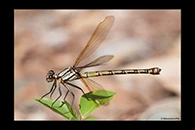 PhotoID: AusDa095. Arrowhead Rockmaster (Diphlebia nymphoides) - female