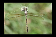 PhotoID: AusDa096. Arrowhead Rockmaster (Diphlebia nymphoides) - female