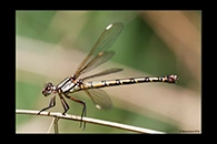 PhotoID: AusDa097. Arrowhead Rockmaster (Diphlebia nymphoides) - female
