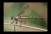 PhotoID: AusDa098. Arrowhead Rockmaster (Diphlebia nymphoides) - female