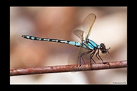 PhotoID: AusDa099. Arrowhead Rockmaster (Diphlebia nymphoides) - male