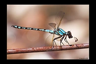 PhotoID: AusDa100. Arrowhead Rockmaster (Diphlebia nymphoides) - male