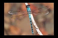 PhotoID: AusDa101. Arrowhead Rockmaster (Diphlebia nymphoides) - male