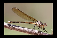 PhotoID: AusDa104. Arrowhead Rockmaster (Diphlebia nymphoides) - female
