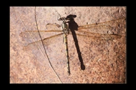 PhotoID: AusDa188. Arrowhead Rockmaster (Diphlebia nymphoides) - female