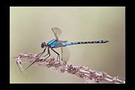 PhotoID: AusDa211. Arrowhead Rockmaster (Diphlebia nymphoides) - male