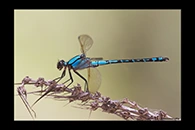 PhotoID: AusDa212. Arrowhead Rockmaster (Diphlebia nymphoides) - male