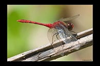 PhotoID: AusDr004. Diplacodes bipunctata - male