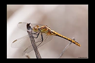 PhotoID: AusDr005. Diplacodes bipunctata - female