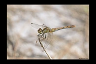 PhotoID: AusDr008. Diplacodes bipunctata - female