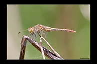 PhotoID: AusDr204. Diplacodes bipunctata - female