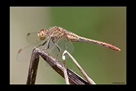 PhotoID: AusDr206. Diplacodes bipunctata - female