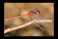 PhotoID: AusDr218. Diplacodes bipunctata - male