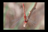 PhotoID: AusDr220. Diplacodes bipunctata - male