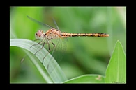 PhotoID: AusDr298. Diplacodes bipunctata - female