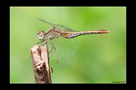 PhotoID: AusDr386. Diplacodes bipunctata - female