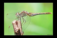 PhotoID: AusDr387. Diplacodes bipunctata - female
