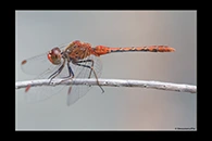 PhotoID: AusDr388. Diplacodes bipunctata - male