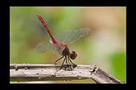 PhotoID: AusDr675. Diplacodes bipunctata - male