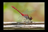PhotoID: AusDr676. Diplacodes bipunctata - male