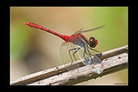 PhotoID: AusDr677. Diplacodes bipunctata - male