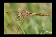 PhotoID: AusDr067. Diplacodes haematodes - female