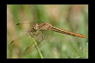PhotoID: AusDr080. Diplacodes haematodes - female