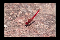 PhotoID: AusDr083. Diplacodes haematodes - male
