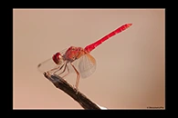 PhotoID: AusDr221. Diplacodes haematodes - male