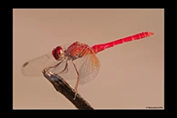 PhotoID: AusDr223. Diplacodes haematodes - male