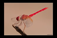 PhotoID: AusDr226. Diplacodes haematodes - male
