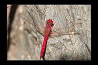 PhotoID: AusDr227. Diplacodes haematodes - male