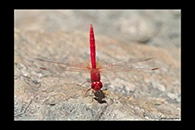 PhotoID: AusDr228. Diplacodes haematodes - male