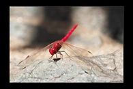 PhotoID: AusDr229. Diplacodes haematodes - male