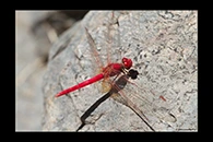 PhotoID: AusDr230. Diplacodes haematodes - male