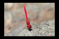 PhotoID: AusDr231. Diplacodes haematodes - male