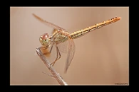 PhotoID: AusDr262. Diplacodes haematodes - female
